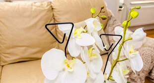 Orchidėjų atrama Augalo atrama 10vnt 50cm kaina ir informacija | Gėlių stovai, vazonų laikikliai | pigu.lt