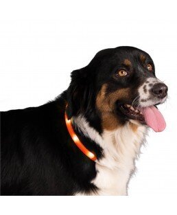 LED antkaklis šunims, raudonas kaina ir informacija | Antkakliai, petnešos šunims | pigu.lt