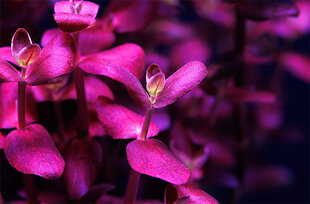 Gyvas akvariumo augalas Aqua Plants Bacopa Salzmannii, violetinis, 1 vnt. kaina ir informacija | Akvariumo augalai, dekoracijos | pigu.lt