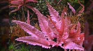 Akvariumo augalas Aqua Plants Cryptocoryne sp. Flamingo, rožinis kaina ir informacija | Akvariumo augalai, dekoracijos | pigu.lt