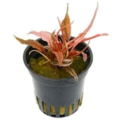 Живое аквариумное растение Cryptocoryne sp. Flamingo, 1 пучок цена и информация | Аквариумные растения и декорации | pigu.lt