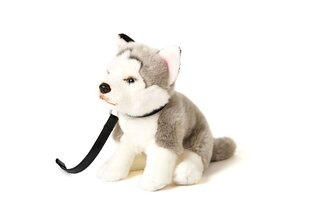 Pliušinis šuo Husky su pavadėliu Uni-Toys, 24cm kaina ir informacija | Minkšti (pliušiniai) žaislai | pigu.lt