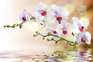 Фотообои - Белая орхидея 375x250 см цена и информация | Фотообои | pigu.lt