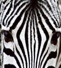 Fototapetai - Zebras, 225x250 cm kaina ir informacija | Fototapetai | pigu.lt