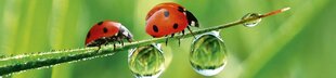 Lipnus fototapetas su laminavimu - Ladybird, 260x60 cm kaina ir informacija | Fototapetai | pigu.lt