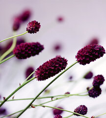 Fototapetai - Violetinė gėlė, 225x250 cm kaina ir informacija | Fototapetai | pigu.lt