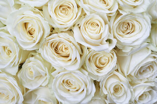 Fototapetai - Baltos rožės kaina ir informacija | Fototapetai | pigu.lt