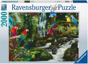 Dėlionė su papūgomis Ravensburger Puzzle, 2000 d. kaina ir informacija | Dėlionės (puzzle) | pigu.lt