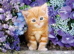 Пазл Clementoni High Quality Котенок/ Ginger Cat, 500 д. цена и информация | Пазлы | pigu.lt