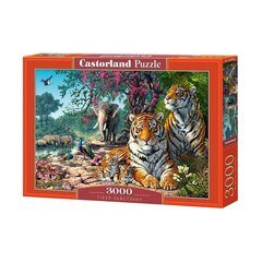 Dėlionė, Tiger Sanctuary, Castorland, 3000 det. kaina ir informacija | Dėlionės (puzzle) | pigu.lt