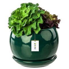 Gėlių vazonas Gėlių sodinukas Butelio žalia Sferinis gėlių dubuo su lėkštele Apvalus ŠxV 110 mm x 100 mm Paviršius Blizgi keramika Modern Glamour kaina ir informacija | Vazonai | pigu.lt