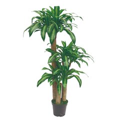 Dirbtinė Dracena 150cm Jws1760-1 kaina ir informacija | Dirbtinės gėlės | pigu.lt