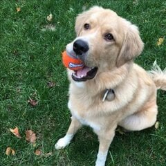 Chuckit! TENNIS BALL 2 šunų teniso kamuoliukų rinkinys M 2 vnt. 6cm kaina ir informacija | Žaislai šunims | pigu.lt