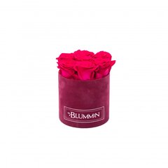 Спящие стабилизированные розы - Small fuschia velvet / Hot Pink цена и информация | Спящие стабилизированные розы, растения | pigu.lt