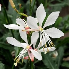 Gaura White 5s 2645 - цена и информация | Семена цветов | pigu.lt