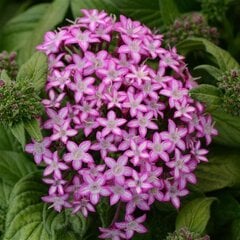 Pentas Purple Star kaina ir informacija | Gėlių sėklos | pigu.lt