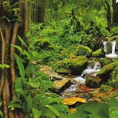 "Qult Senses of Nature - EARTH" - Aromatinės žvakės stiklo indelyje su mediniu dangteliu - “Rain Forest" kaina ir informacija | Žvakės, Žvakidės | pigu.lt