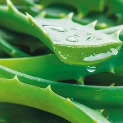 "Qult Senses of Nature - HEALTH" - Aromatinės žvakės stiklo indelyje su mediniu dangteliu – “Aloe Vera" kaina ir informacija | Žvakės, Žvakidės | pigu.lt