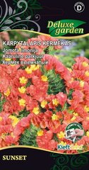 Karpytalapis kermėkas Sunset kaina ir informacija | Gėlių sėklos | pigu.lt