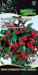 Šliaužiančioji gaulterija Procumbens Very Berry kaina ir informacija | Gėlių sėklos | pigu.lt