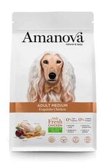 Amanova Adult Medium Exquisite Chicken suaugusiems vidutinių veislių šunims su vištiena, 2 kg kaina ir informacija | Sausas maistas šunims | pigu.lt