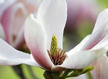 Earl Grey Tea and Magnolia leaves