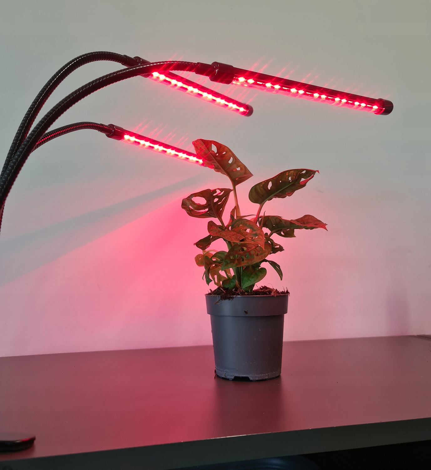 3 x Augalų auginimo lempa 60 LED laikmatis + nuotolinio valdymo pultas Maksimali galia 30W