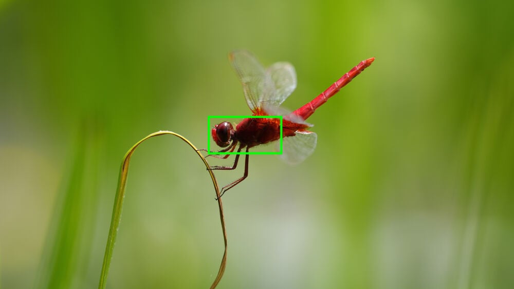 RealtimerecognitionAF_Insect