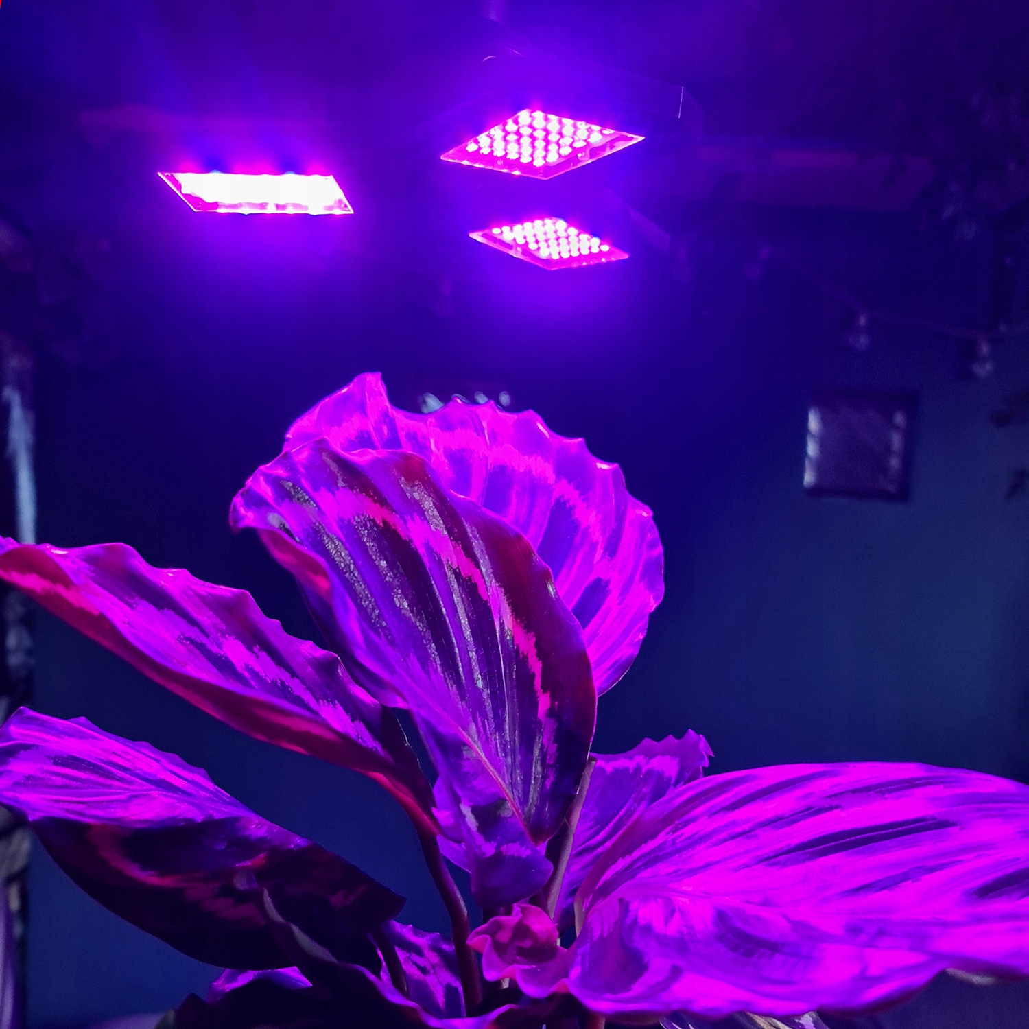 Plant Grow Lamp LED panelinė lemputė Maksimali galia 8W