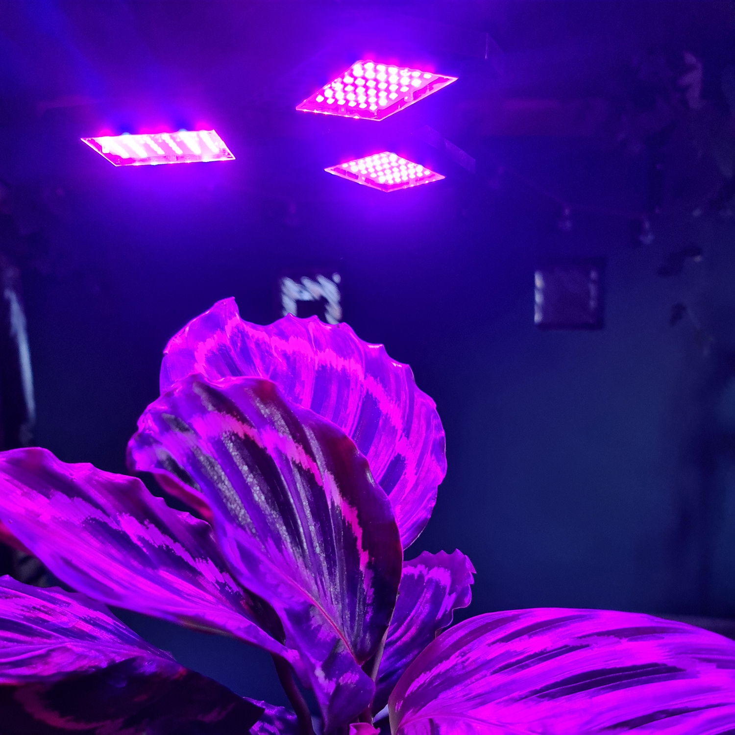 Plant Grow Lamp LED panelinė lemputė Apšvietimo lemputės tipas