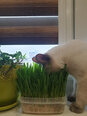 Trixie natūrali žolė katėms, 100 g
