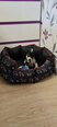 Hobbydog guolis New York, L, Black Dogs, 65x55 cm