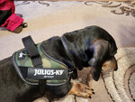 Julius K9 IDC šuns petnešos, kamufliažinės spalvos internetu