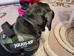 Julius K9 IDC šuns petnešos, kamufliažinės spalvos kaina