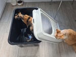 Rotho My Pet Berty kačių kraiko dėžutė, balta ir juoda kaina