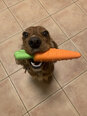 Vadigran TPR Popcorn Carrot kramtukas šuniui, 20cm