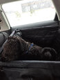 Automobilio sėdynė šunims Ragi