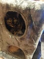 Draskyklė katėms Sultan, tamsiai pilka, 80 cm