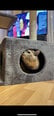 Katės draskyklė, 71cm, pilka