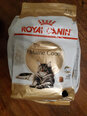 Royal Canin Meino meškėnų veislės katėms, 4 kg