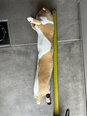 Pliušinis žaislas - pagalvė katinas Happy People, 70 cm, rudas