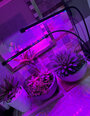 Lempa augalu augimui 3x20 LED