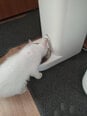 Josera augantiems kačiukams Kitten, 2 kg
