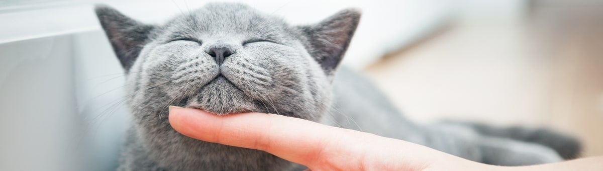 15 вещей, которые НЕ СТОИТ делать, если у Вас дома есть кошка